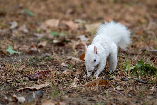 Esquilo branco — Fotografia de Stock