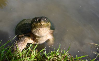 Amerika 'nın orta batısındaki küçük bir göletin kenarında kapan kaplumbağa..
