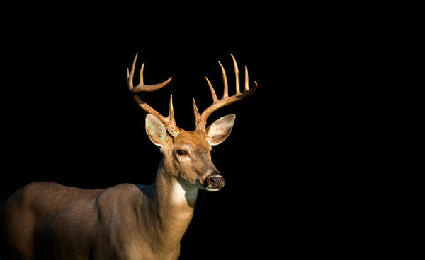 Large 12-point whitetail deer buck in a meadow in Jefferson Barracks National Cemetery in St, Louis, Missouri