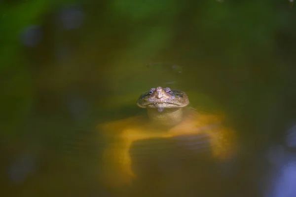 Common Snapping Turtle Pływanie Małym Stawie Środkowej Części Stanów Zjednoczonych — Zdjęcie stockowe