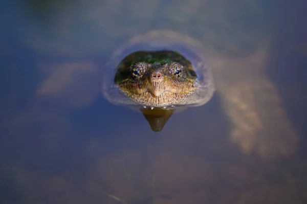 Common Snapping Turtle Swimming Small Pond Midwest United States — Stock Photo, Image