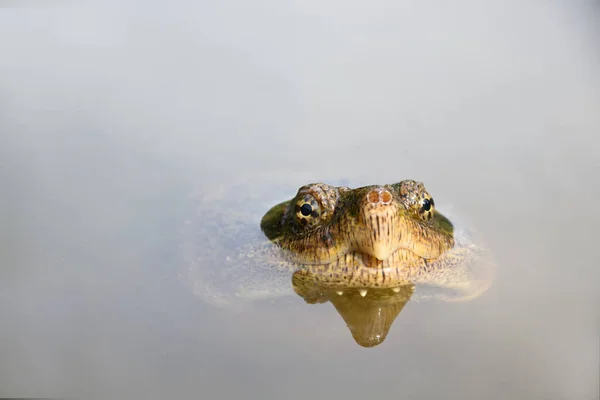 Amerika Nın Orta Batısındaki Küçük Bir Gölette Kapan Kaplumbağa — Stok fotoğraf