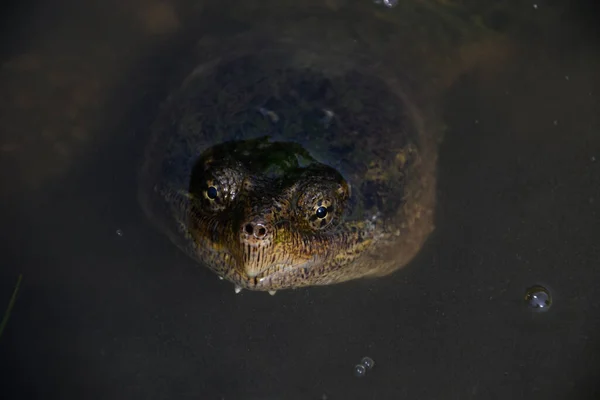 Schnappschildkröte Einem Kleinen Teich Mittleren Westen Der Vereinigten Staaten — Stockfoto
