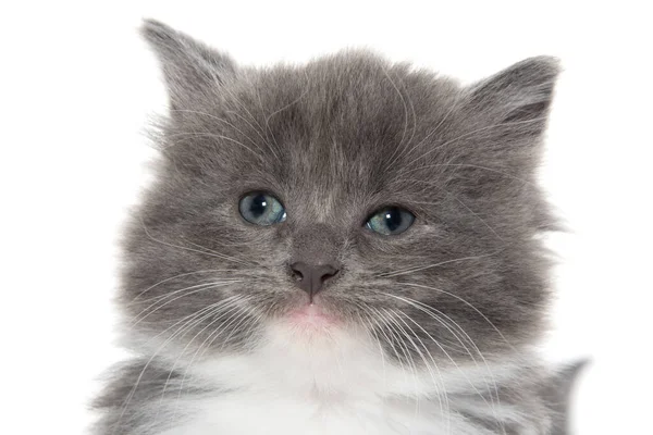 Portrét Roztomilé Šedé Bílé Čtyřtýdenní Kotě Bílém Pozadí — Stock fotografie