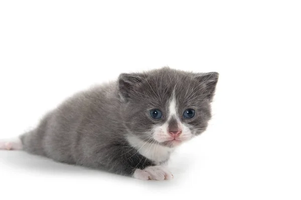 Schattig Grijs Wit Kitten Huilen Geïsoleerd Witte Achtergrond — Stockfoto