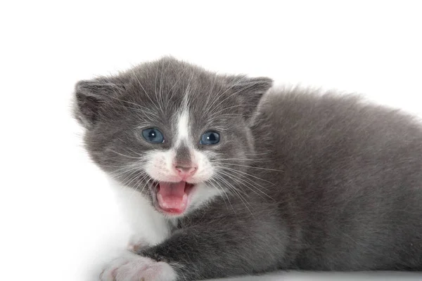 Cute Gray White Kitten Crying Isolated White Background — Stock Photo, Image