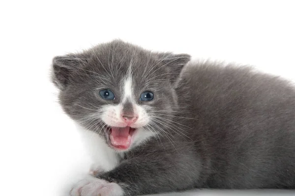 Gatinho Cinza Branco Bonito Chorando Isolado Fundo Branco — Fotografia de Stock