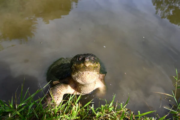 Common Snapping Turtle Edge Small Pond Midwest United States — Stock Photo, Image