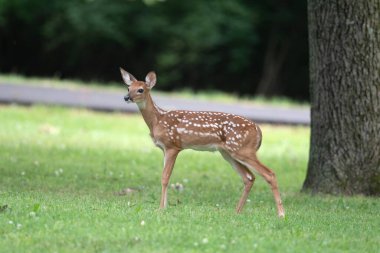 Yazın ipen çayırında geyik yavrusu gibi tatlı beyaz kuyruklu geyik.