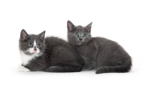 Dos Lindos Gatitos Grises Blancos Aislados Sobre Fondo Blanco —  Fotos de Stock