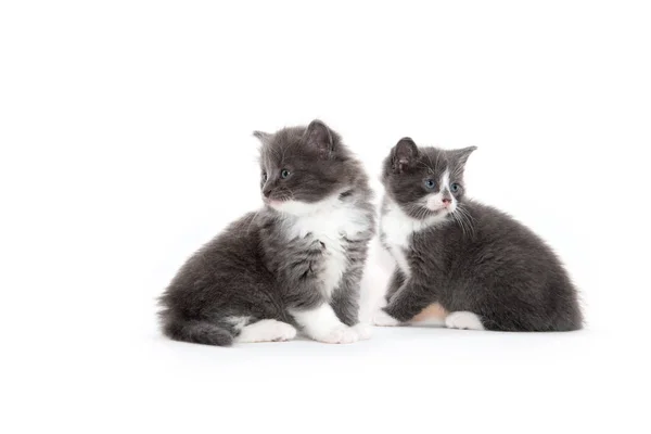 Dwa Słodkie Kocięta Odizolowane Białym Tle — Zdjęcie stockowe