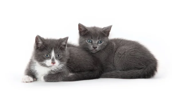 Due Simpatici Gattini Bianchi Grigi Isolati Sfondo Bianco — Foto Stock