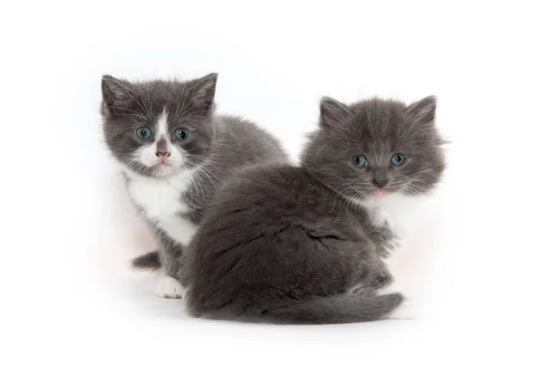 Dos Lindos Gatitos Bebé Aislados Sobre Fondo Blanco — Foto de Stock