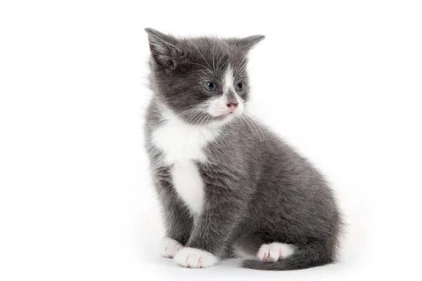 Portrait Mignon Chaton Gris Blanc Quatre Semaines Sur Fond Blanc — Photo