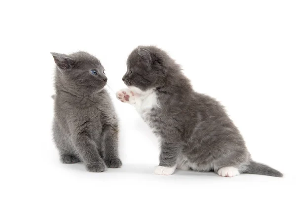 Gatinho Patas Companheiro Ninhada Isolado Fundo Branco — Fotografia de Stock