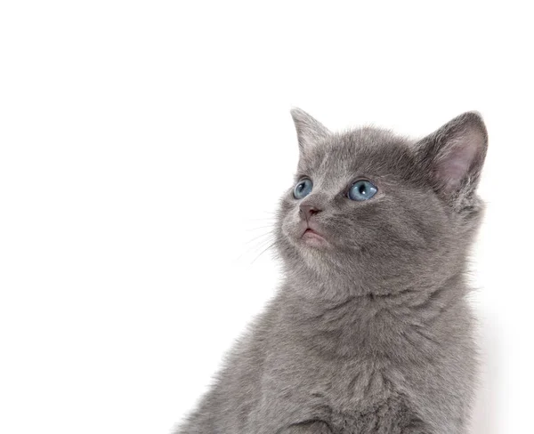 Roztomilé Dítě Kotě Izolované Bílém Pozadí — Stock fotografie
