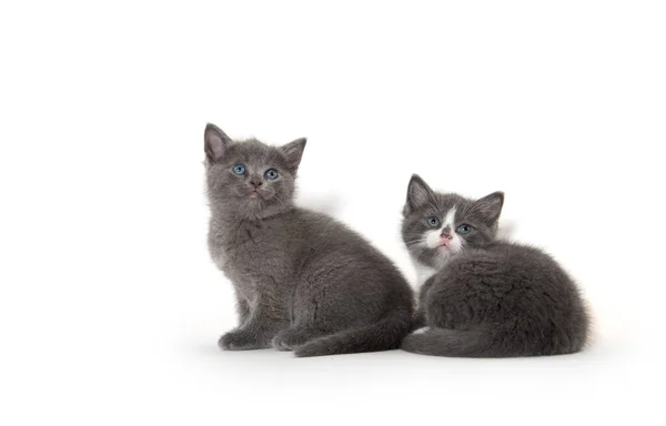 Twee Schattige Baby Kittens Geïsoleerd Witte Achtergrond — Stockfoto