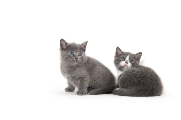 Twee Schattige Baby Kittens Geïsoleerd Witte Achtergrond — Stockfoto