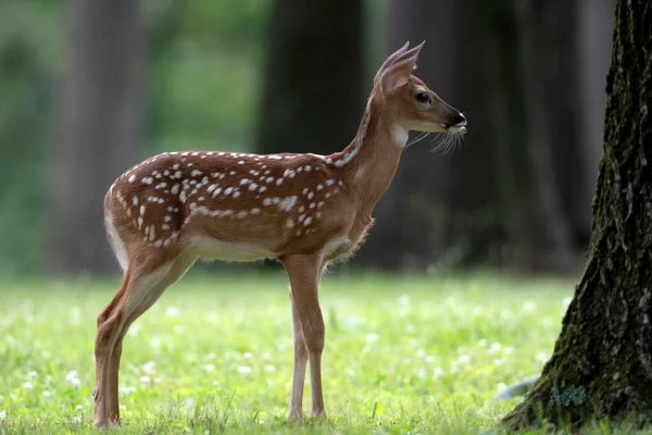 Cute White Tailed Deer Fawn Ipen Meadow Summer — Stock Photo, Image