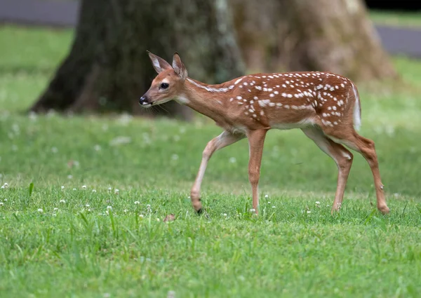 一头可爱的白尾鹿在一片嫩绿色的草地上小鹿 — 图库照片