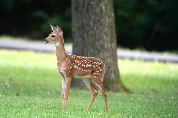 Mignon Faon Cerf Virginie Dans Une Prairie Ipen Été — Photo