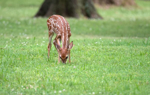 Mignon Faon Cerf Virginie Dans Une Prairie Ipen Été — Photo