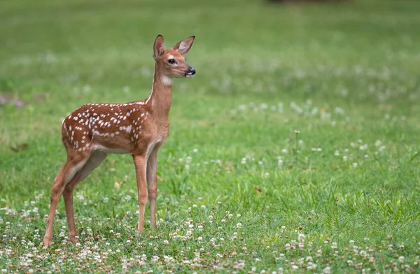 一头可爱的白尾鹿在一片嫩绿色的草地上小鹿 — 图库照片
