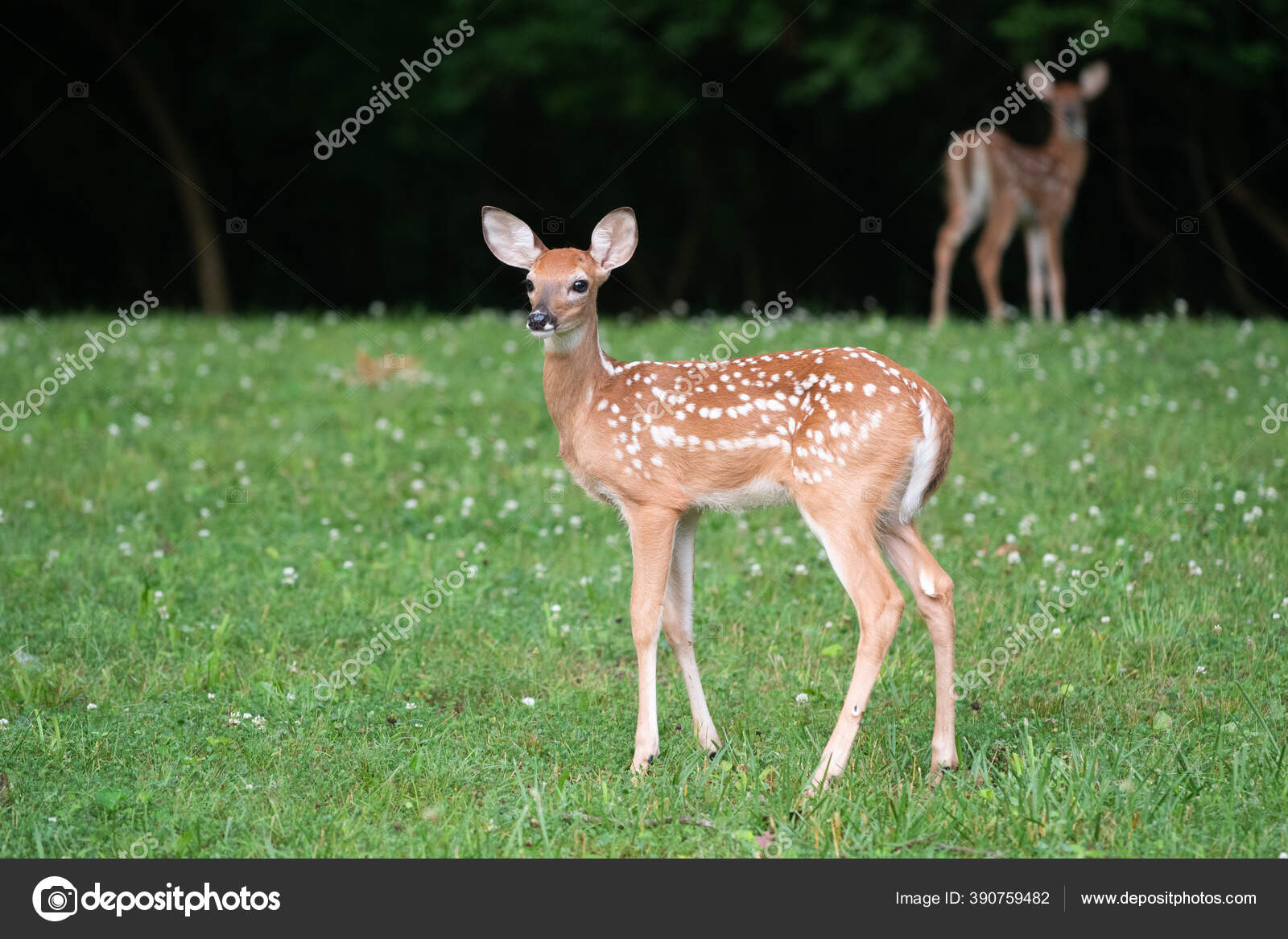 Corça Fotos de Stock, Corça Imagens sem royalties