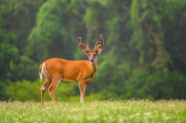 Yazın St. Louis, Missouri yakınlarındaki bir parkta açık bir çayırda büyük beyaz kuyruklu geyik geyiği..