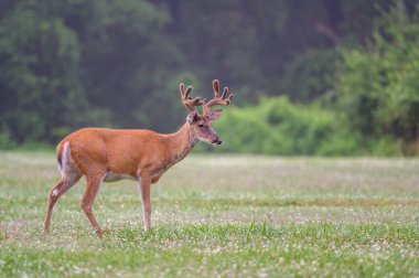 Yazın St. Louis, Missouri yakınlarındaki bir parkta açık bir çayırda büyük beyaz kuyruklu geyik geyiği..