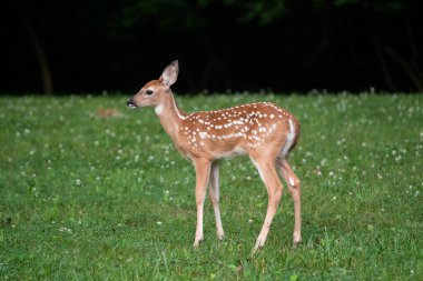 Beyaz kuyruklu geyik yavrusu yazın açık bir arazide duruyor.