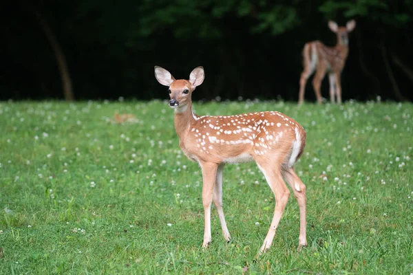 Fehérbőrű Szarvas Fawn Előtérben Ikerszarvas Gyáva Háttér Nyílt Területen Nyáron — Stock Fotó