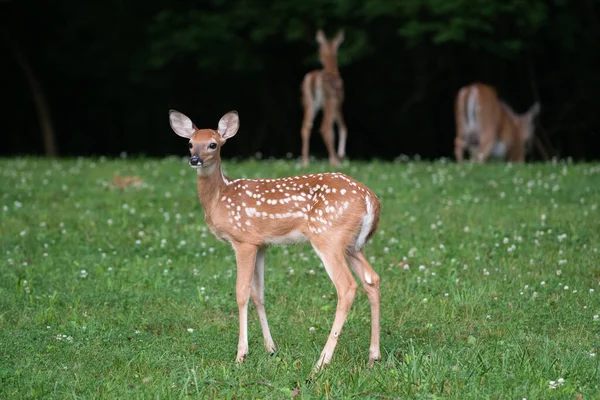 Fehérbőrű Szarvas Fawn Előtérben Ikerszarvas Gyáva Háttér Nyílt Területen Nyáron — Stock Fotó