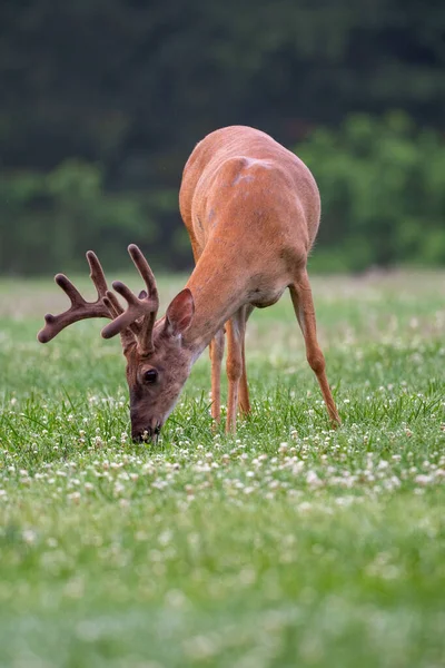 Grand Cerf Virginie Dans Une Prairie Ouverte Été Dans Parc — Photo