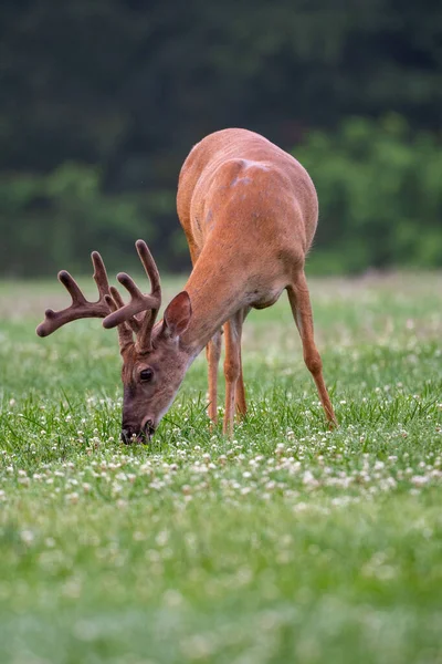 Grand Cerf Virginie Dans Une Prairie Ouverte Été Dans Parc — Photo