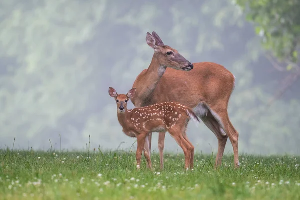 White Tailed Deer Doe Grooms Its Fawn Meadow Foggy Summer — Stock Photo, Image