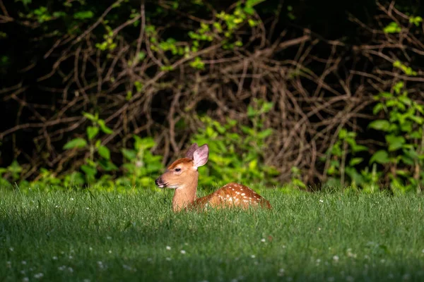 Cervo Cauda Branca Fawn Cama Para Baixo Campo Aberto Verão — Fotografia de Stock