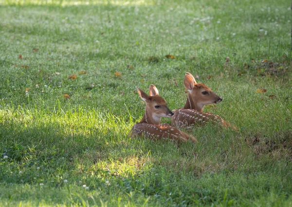 Zwei Rehkitz Zwillingsbabys Liegen Einem Sommermorgen Auf Einer Offenen Wiese — Stockfoto