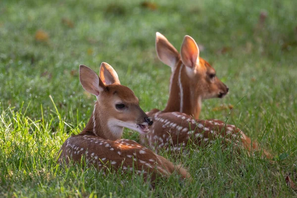 Zwei Rehkitz Zwillingsbabys Liegen Einem Sommermorgen Auf Einer Offenen Wiese — Stockfoto