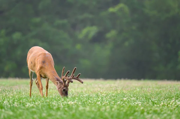 密苏里州圣路易斯附近的一个公园里 一头大白尾鹿在一片开阔的草地上 — 图库照片