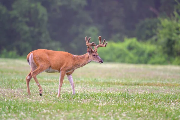 Grande Cervo Dalla Coda Bianca Prato Aperto Estate Parco Vicino — Foto Stock