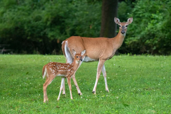 Cervo Branco Fawn Corça Campo Aberto Verão — Fotografia de Stock