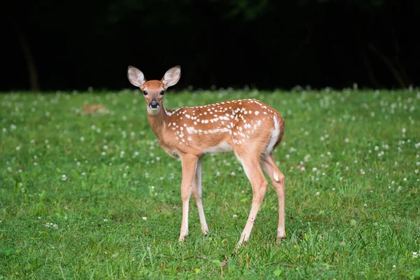 Faon Cerf Virginie Debout Dans Champ Ouvert Été — Photo