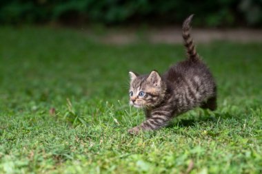 Yaz günü çimlerin üzerinde sevimli yavru tekir kedicik.