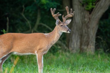 Yazın St. Louis, Missouri yakınlarındaki bir parkta açık bir çayırda büyük beyaz kuyruklu geyik geyiği..