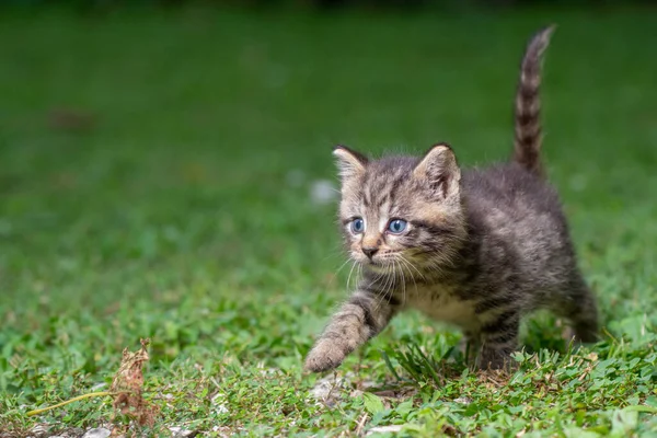 夏の日に草の中のかわいい赤ちゃんのタビー子猫 — ストック写真