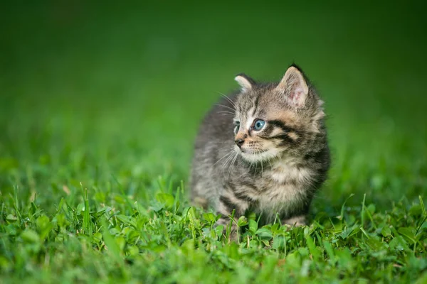 Cute Baby Tabby Kotek Trawie Letni Dzień — Zdjęcie stockowe