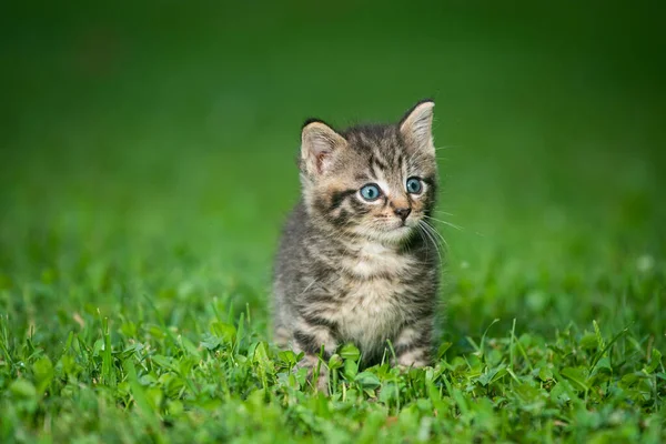 Cute Baby Tabby Kitten Grass Summer Day — Stock Photo, Image