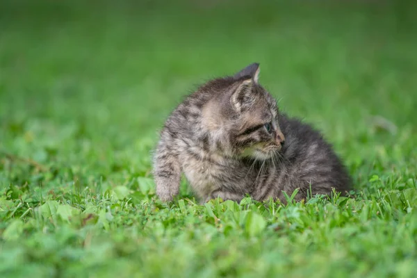 夏天的一天 在草地上给可爱的胖胖的小猫喂奶 — 图库照片
