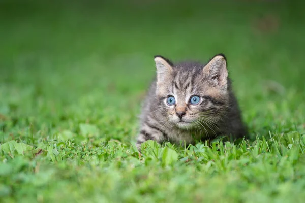 夏天的一天 在草地上给可爱的胖胖的小猫喂奶 — 图库照片